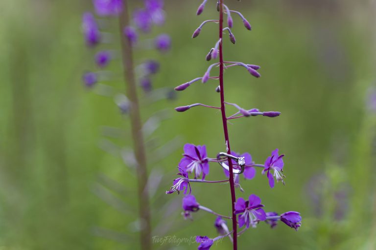 pierscionek zareczynowy WFn 0003 1